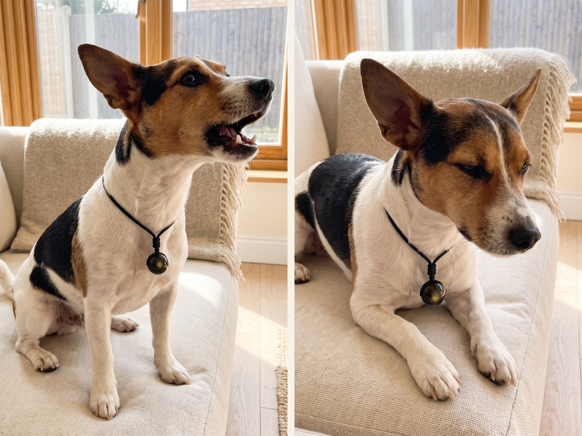 One woof at the window, then lying down