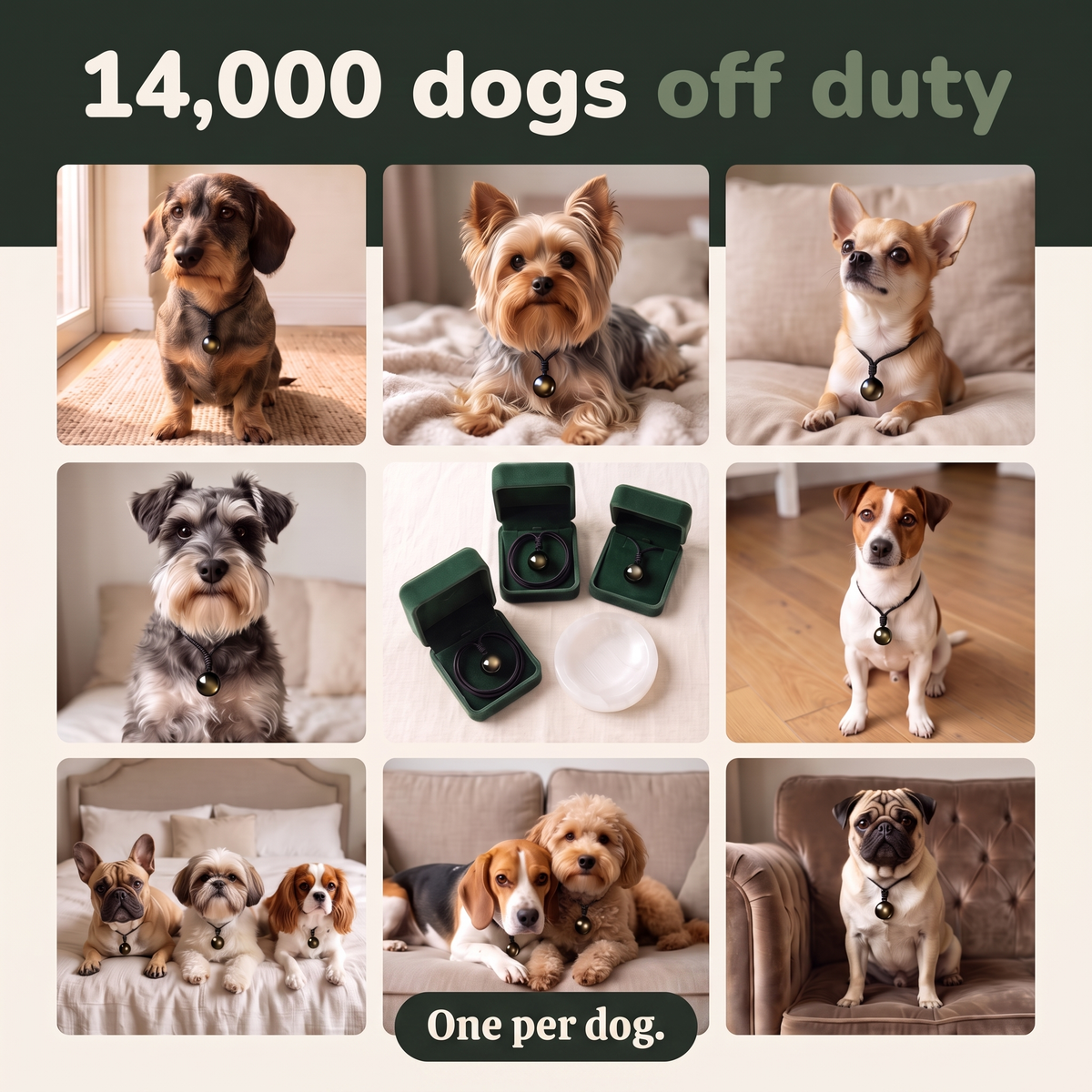 14,000 dogs off duty, one per dog