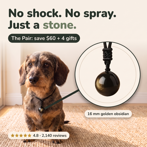 No shock, no spray, just a stone: a dachshund wearing the Hushstone, the stone magnified